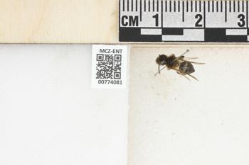 Media type: image;   Entomology 774081 Aspect: Labels